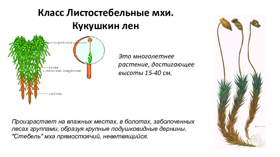 Картинки моховидных растений