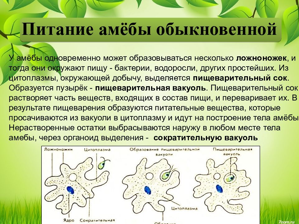 Презентация по теме одноклеточные животные