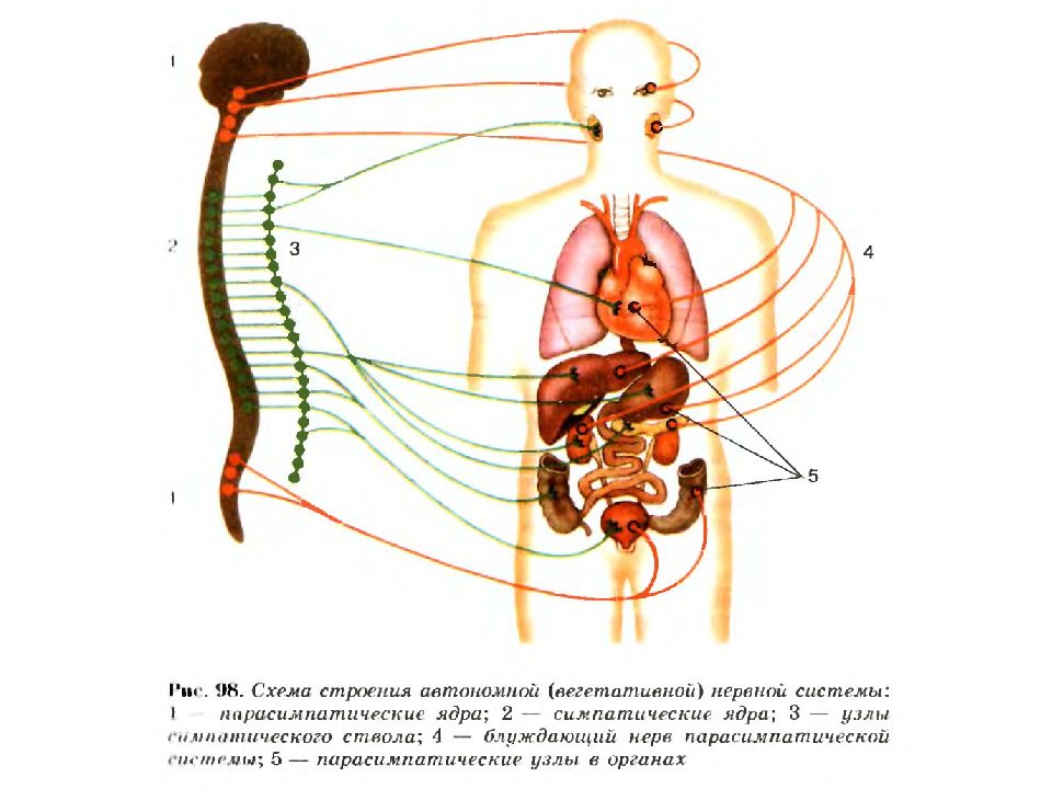 Автономный отдел нервной системы презентация 8 класс