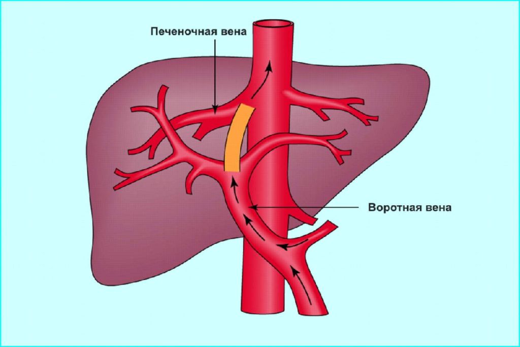 Воротная вена печени