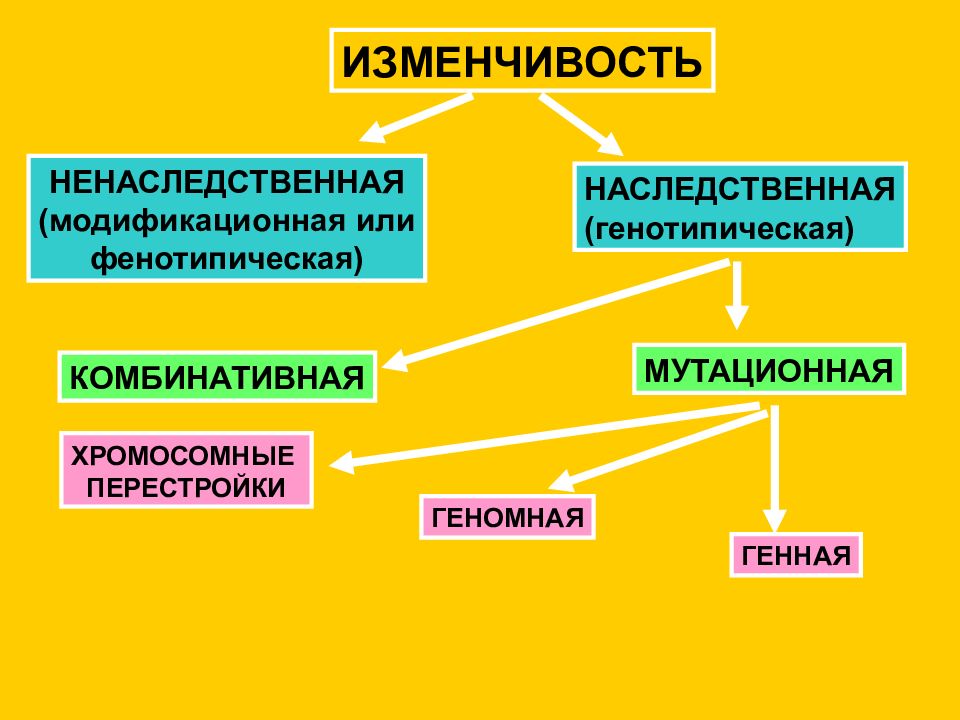 Наследственная изменчивость 2 примера. Наследственная изменчивость бывает двух видов. Типы наследственной изменчивости схема. Типы ненаследственной изменчивости. Классификация наследственной изменчивости.