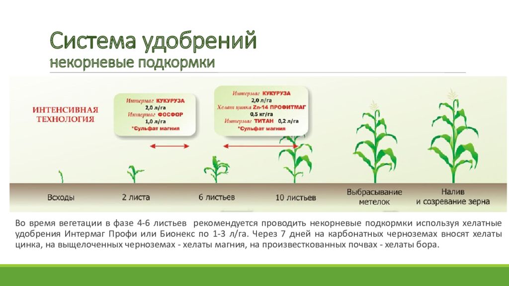 Фазы подкормки. Система удобрений кукурузы. Схема подкормки кукурузы. Система удобрений схема. Схема выращивания кукурузы.