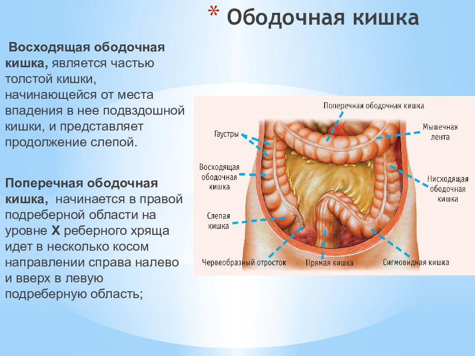 Заболевания прямой и ободочной кишки презентация