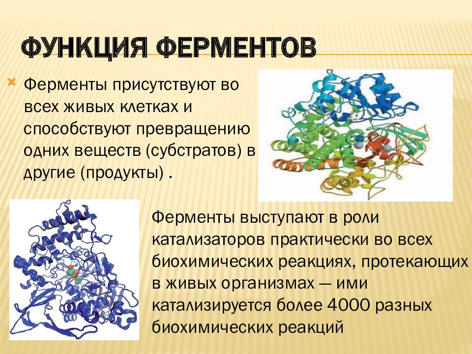 Ферменты биологические катализаторы презентация 10 класс пасечник линия жизни