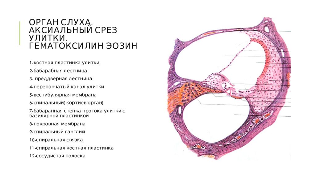 Аксиальный срез улитки схема строения спирального органа кортиев орган