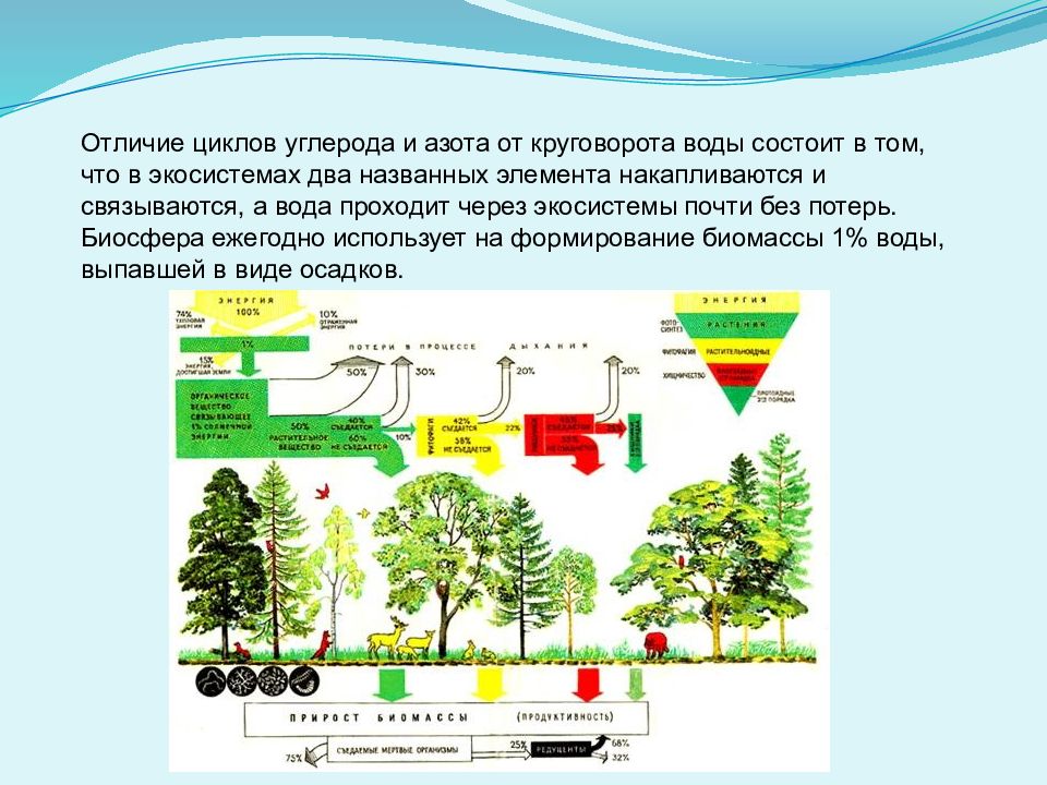 Биогеохимические процессы в биосфере презентация 11 класс