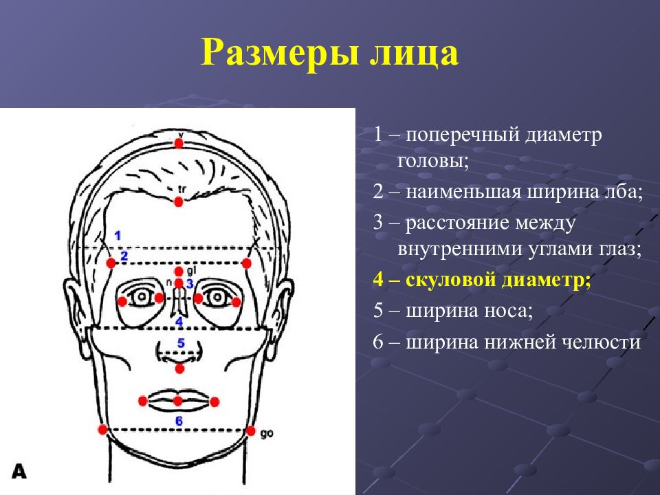 Отдел затылок. Поперечный диаметр головы. Антропометрические точки лица. Границы лицевого отдела головы топографическая анатомия. Ширина лба.