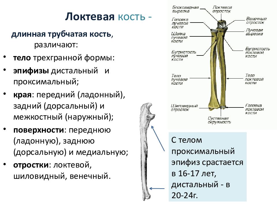 Предплечье на скелете. Локтевая кость строение строение. Локтевая кость кость анатомия человека. Локтевая кость вид спереди. Лучевая локтевая кость на человеке.