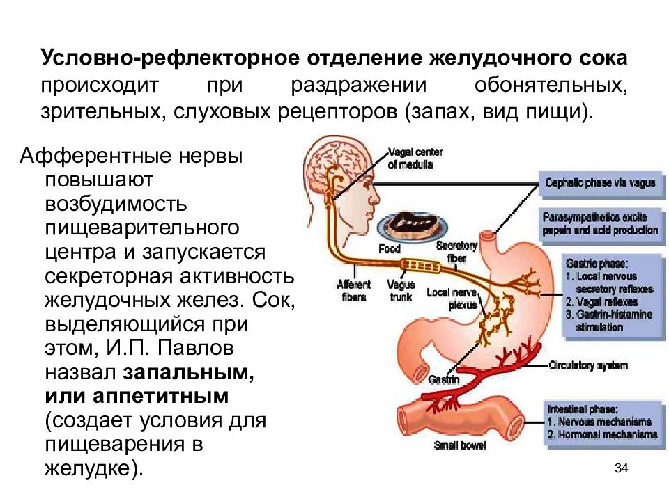 Схема условного рефлекса желудочной секреции