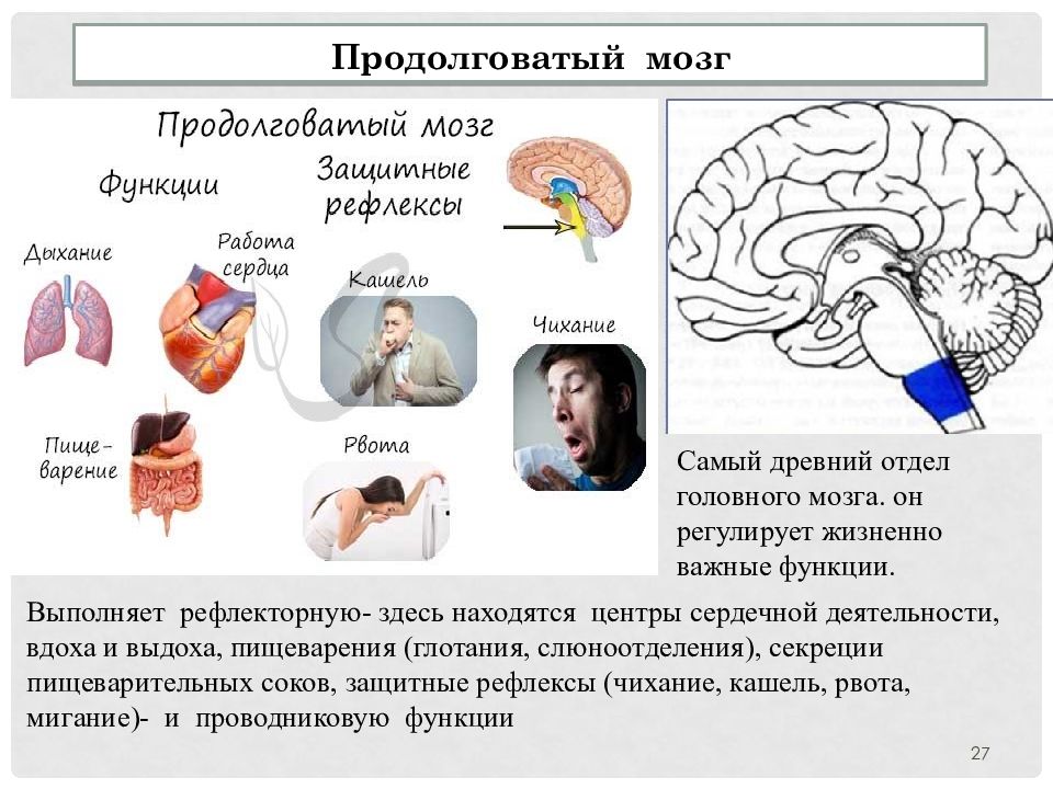 Жизненно важные функции