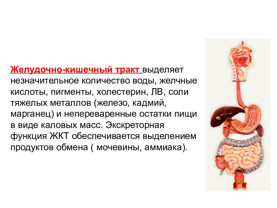 Кишечный тракт. Желудочно кишечный тракт. Функции ЖКТ человека. Функции органов ЖКТ. Железы желудочно кишечного тракта.