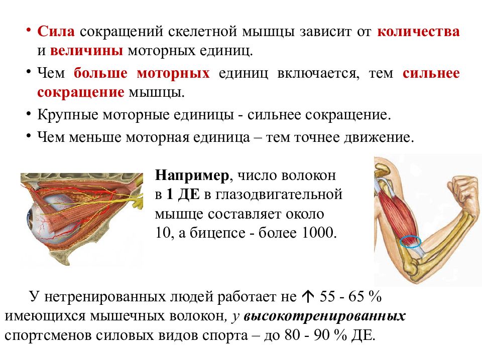 Величина мышечного усилия