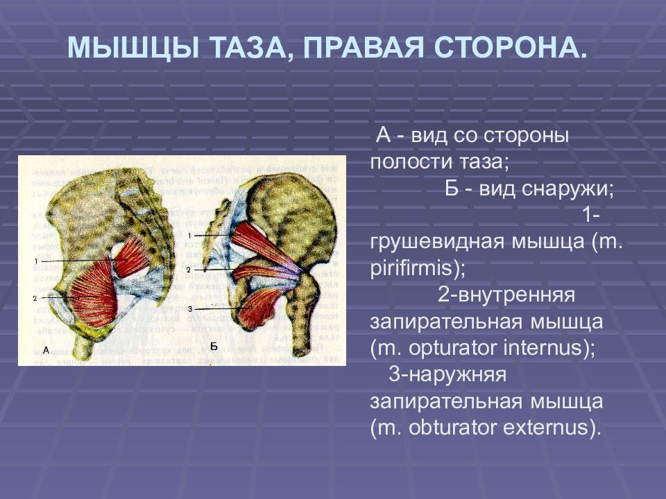 2 мышцы таза. Мышцы таза. Внутренняя запирательная мышца таза. Мышцы таза запирательная мышца. Внутренняя и наружная запирательные мышцы.