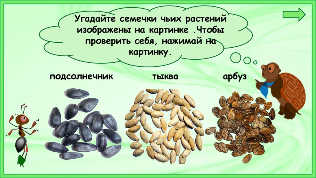 Что общего у разных растений 1 класс. Что общего у разных растений. Окружающий мир 1 класс семна. Чьи семена. Семена 1 класс окружающий мир.