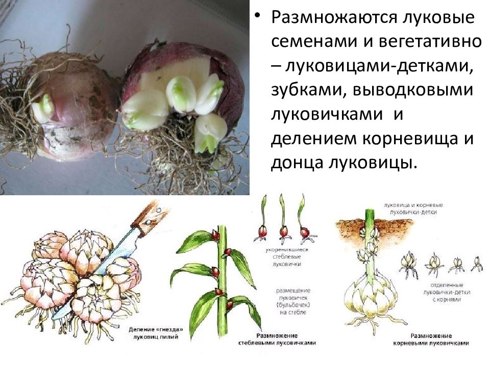 Семейства класса однодольные презентация