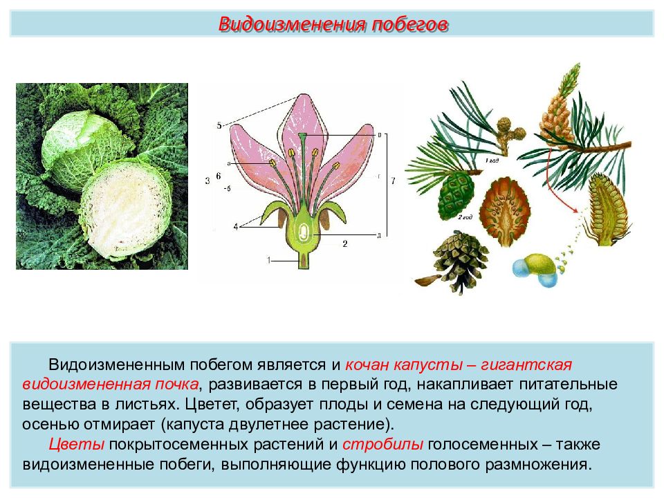 Пименов побег презентация