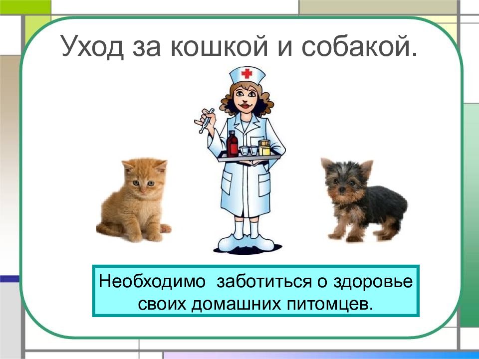 Презентация кошка и собака