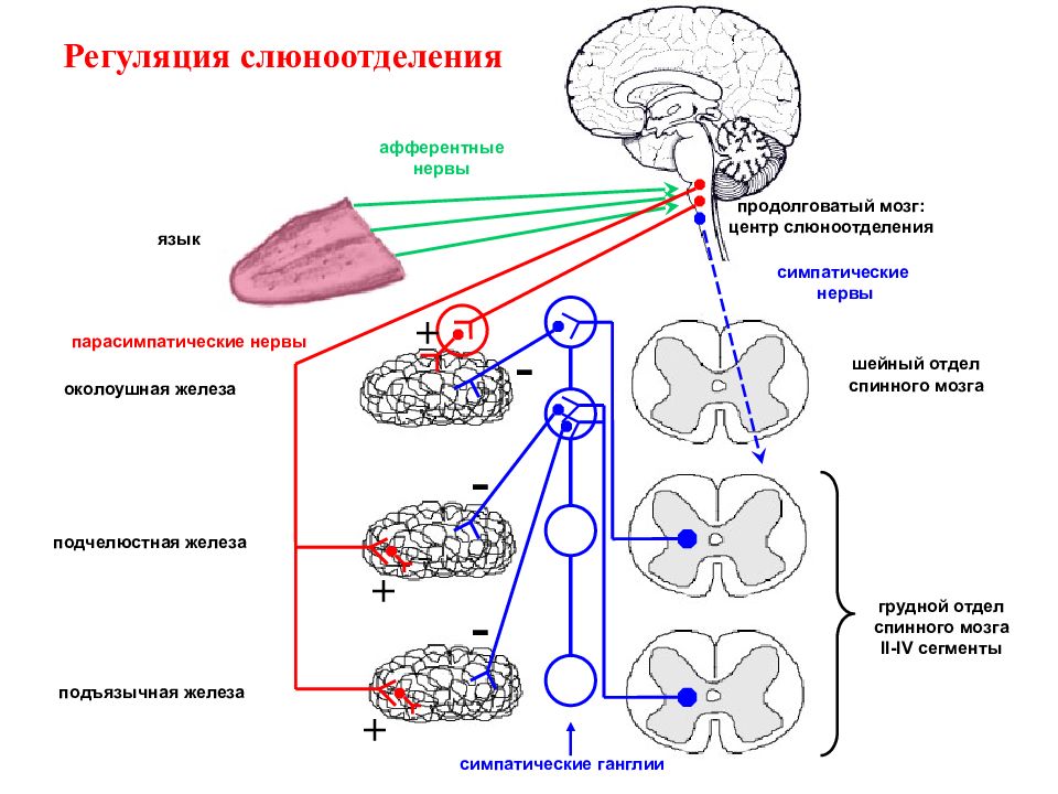 Слюноотделение какой отдел мозга. Регуляция секреции слюны физиология. Схема регуляции секреции слюноотделения. Рефлекторная регуляция слюноотделения. Схема условного рефлекса пищеварение.