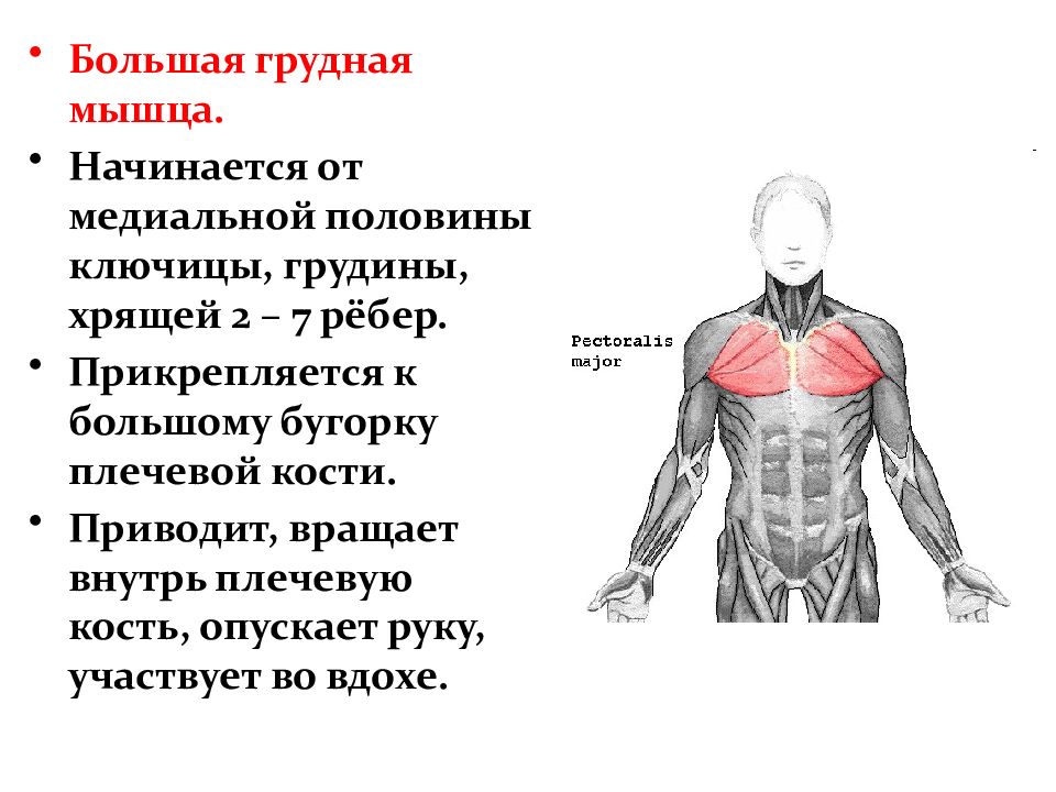 Какие мышцы называют. К чему крепится большая грудная мышца. Большая грудная мышца(Ключичная часть) функция. Большая грудная мышца начало прикрепление функции. Крепление большой грудной мышцы.