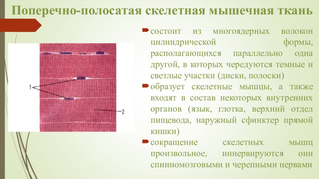 Полосатая мышца. Поперечнополосатая Скелетная ткань. Поперечнополосатая Скелетная мышечная ткань. Поперечнополосатая Скелетная мышечная ткань строение. Поперечнополосатая Скелетная мышечная тка.