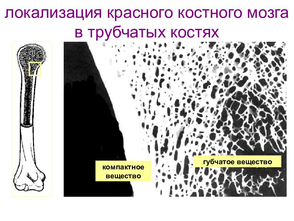 Трубчатая кость пальца. Губчатое и трубчатое вещество кости. Локализация красного костного мозга. Компактное вещество кости. Губчатое вещество с красным костным мозгом.