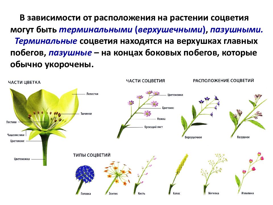 Сообщение на тему соцветие. Одиночный цветок и соцветие. Строение соцветия растения.