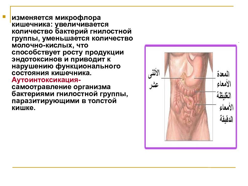 Анатомо физиологические особенности лиц пожилого и старческого возраста презентация