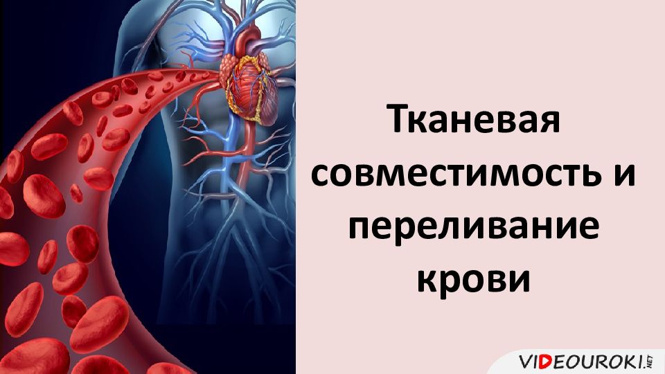 Тканевая совместимость и переливание крови презентация