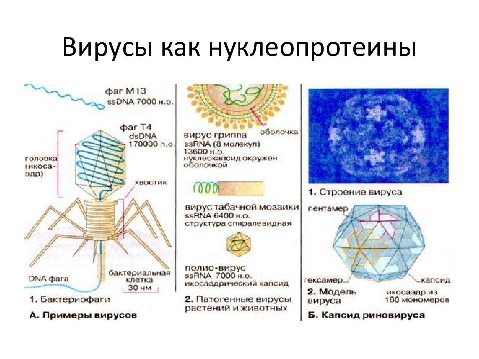 Вирус полет