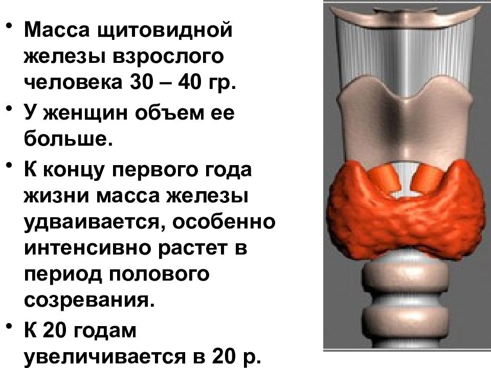 Структурные изменения щитовидной. Масса и строение щитовидной железы. Щитовидная железа сбоку. Схема строения щитовидной железы. Щитовидная железа и паращитовидные железы строение.