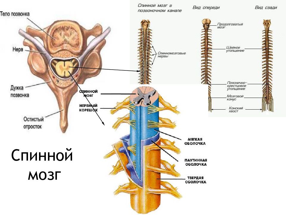 Расположение спинного мозга в позвоночном канале рисунок