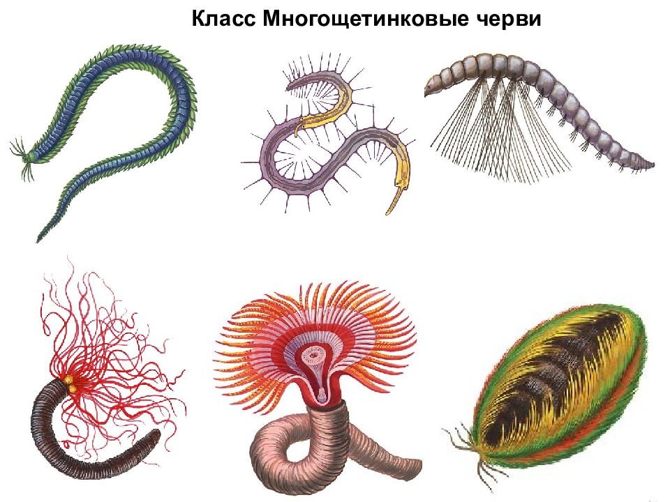 Кольчатые черви картинки