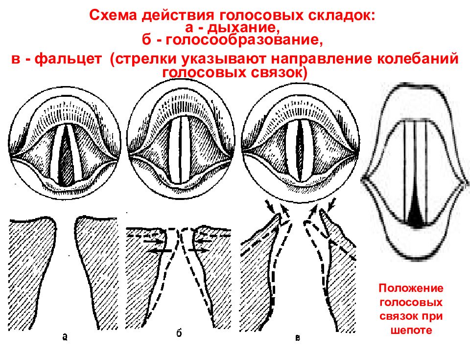 Схема голосовые связки