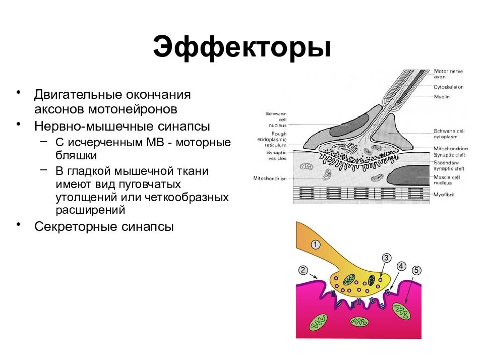 Нервные окончания