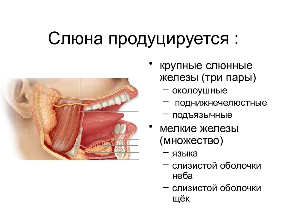 Подъязычная слюнная железа. Строение подъязычной слюнной железы анатомия. Выводной проток поднижнечелюстной железы. Отёк подъязычной железы. Проток подъязычной слюнной железы.