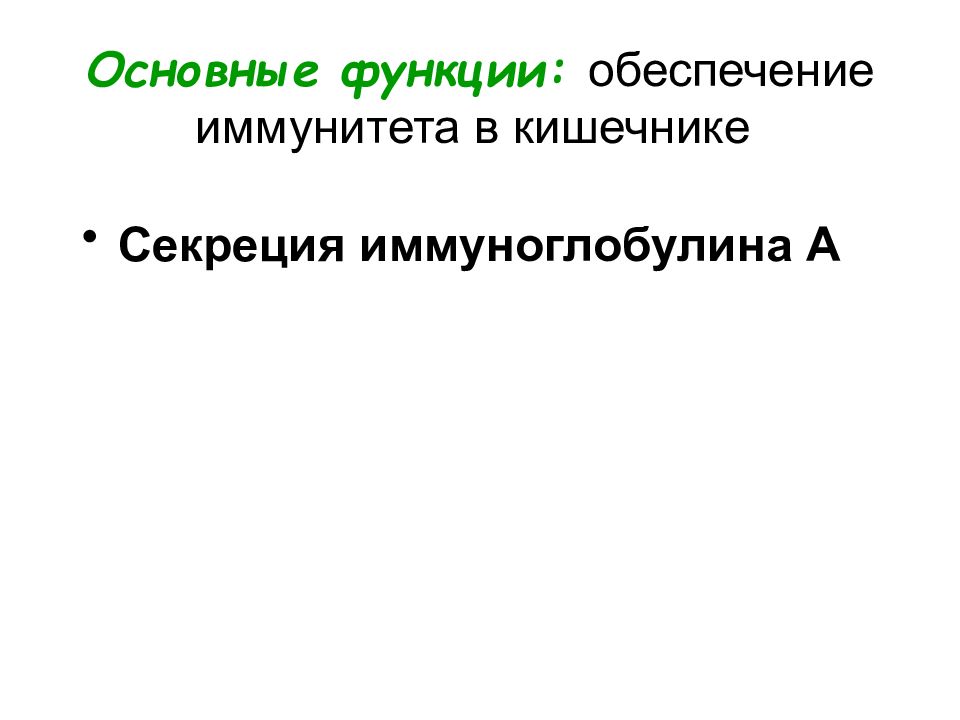 Тонкая кишка секреция. Главная функция иммунной системы кишечника.