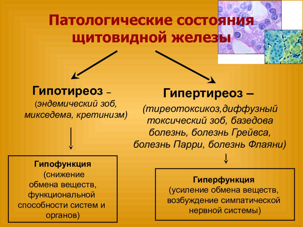 Патология эндокринной системы патофизиология презентация