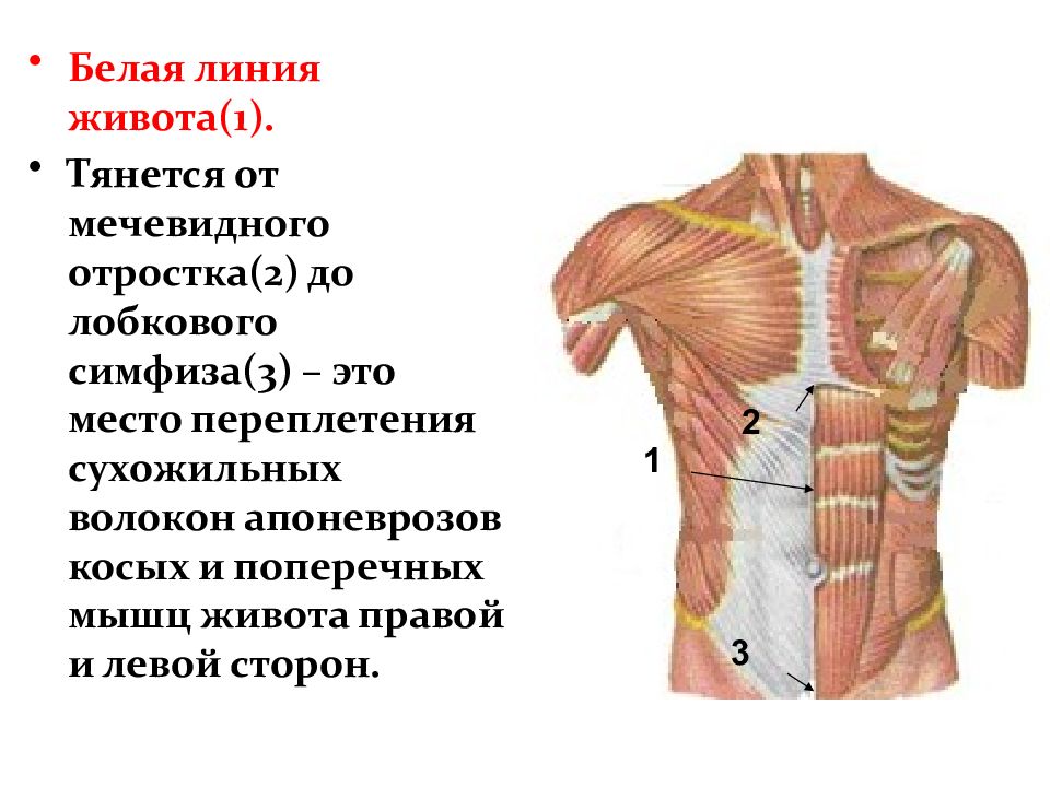 Центральная линия живота