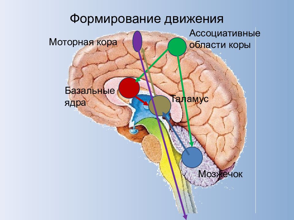 Двигательная область мозга. Моторная зона коры. Сенсорные ассоциативные и моторные зоны коры. Сенсорные, ассоциативные и моторная области коры большого мозга.. Ассоциативные, сенсорные, двигательные зоны коры..