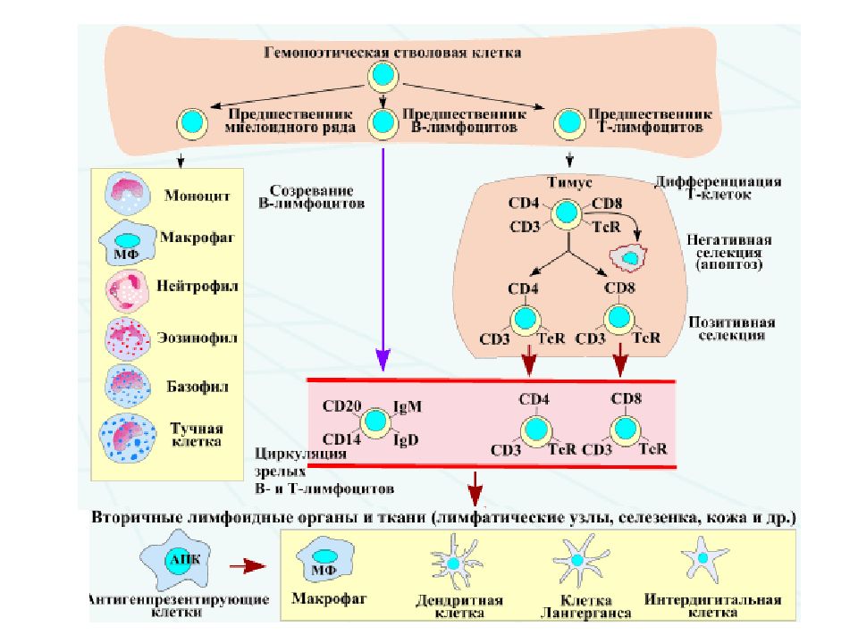 Иммунные клетки схема
