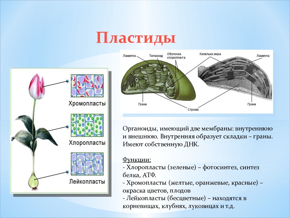 Какая функция из перечисленных характерна для изображенного на рисунке органоида в клетке