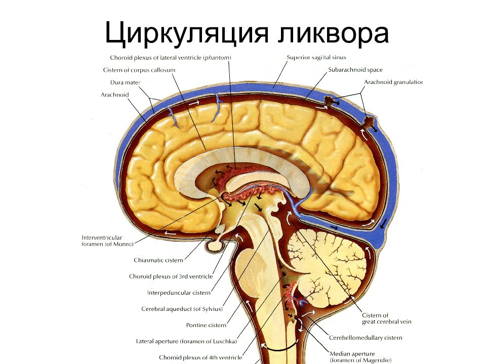 Движение ликвора в головном мозге схема