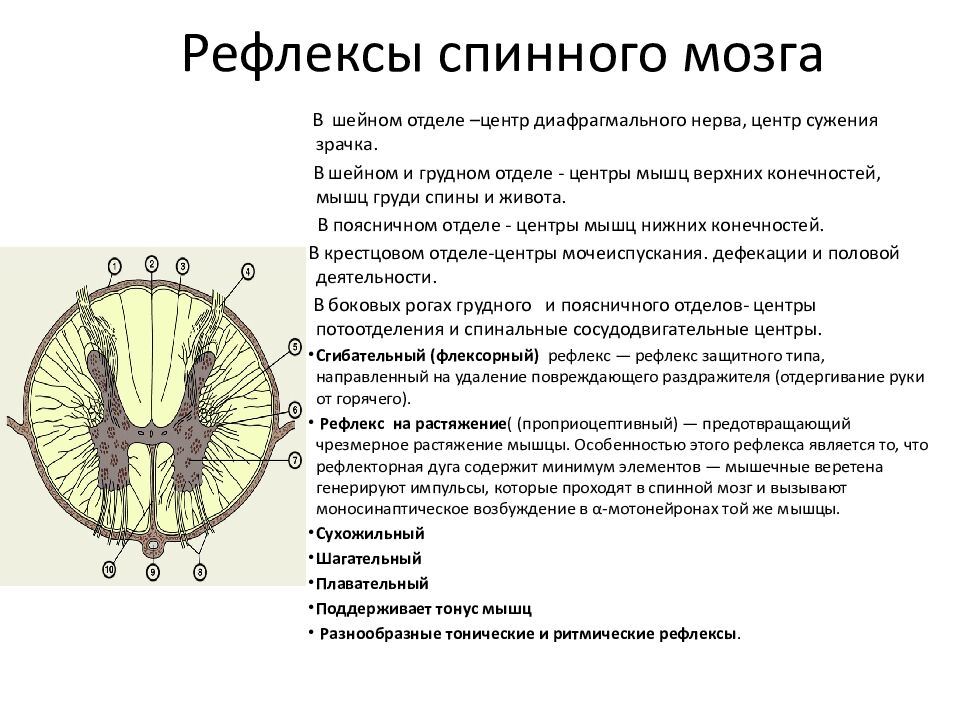 Рефлексы спинного мозга