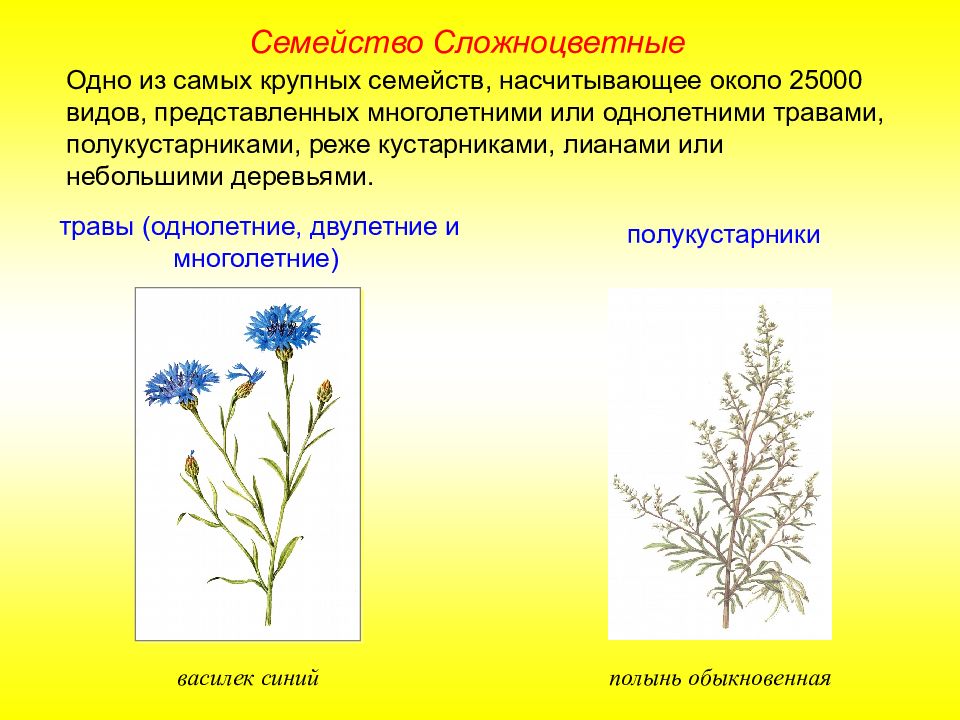 Однолетние сложноцветные. Полукустарник семейства Астровые. Полукустарники сложноцветных. Семейство Сложноцветные Астровые жизненные формы. Двулетние Сложноцветные.