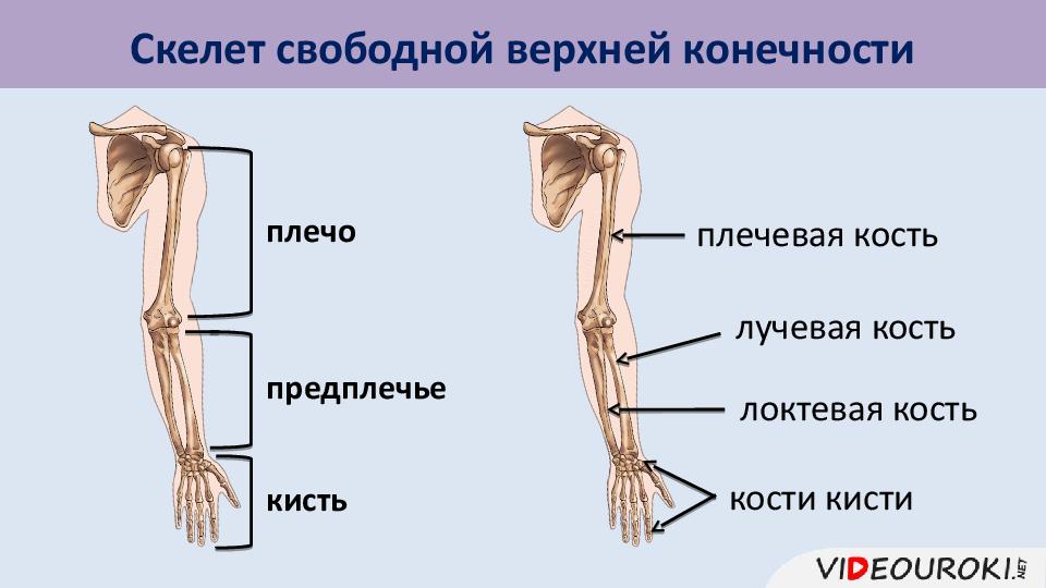 Пояс свободных конечностей. Кости пояса и свободной верхней конечности. Части плечевого пояса и свободной верхней конечности. Свободная верхняя конечность предплечье. Лучевая кость часть пояса верхних конечностей.