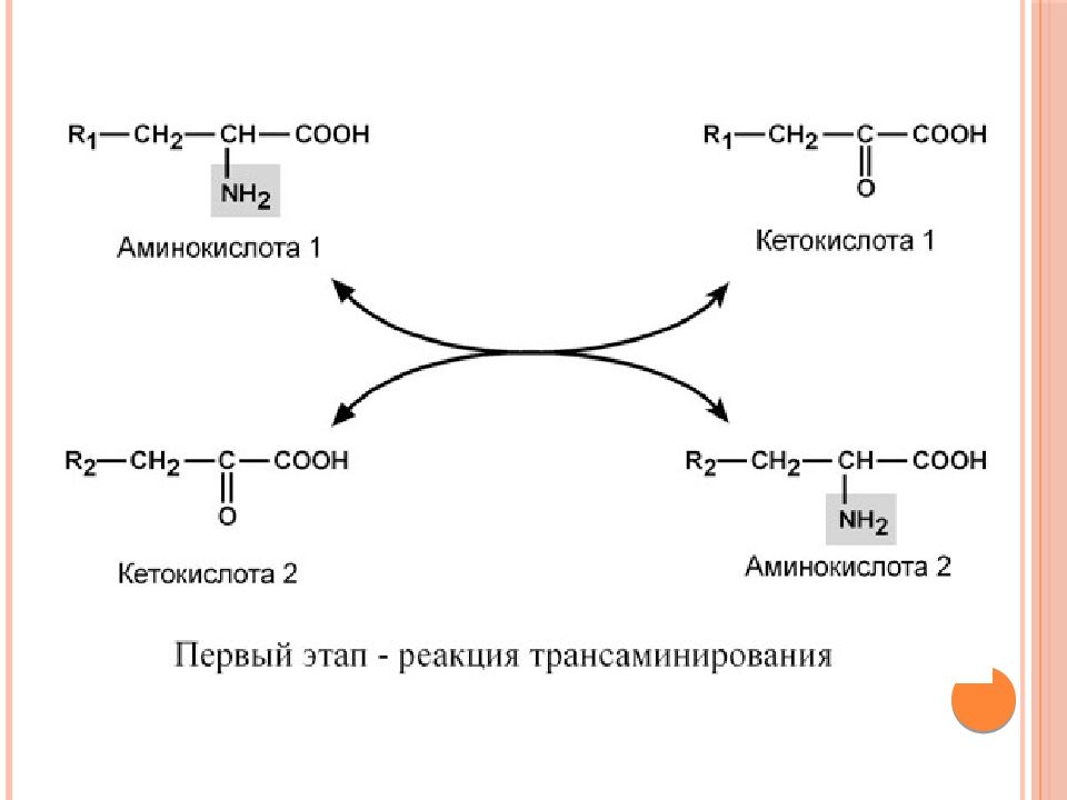 Продукты обмена аминокислот. Аминокислота кетокислота. Правые аминокислоты. Обмен аминокислот. Аминокислота (1) + кетокислота (2) —> кетокислота (1) + аминокислота (2).