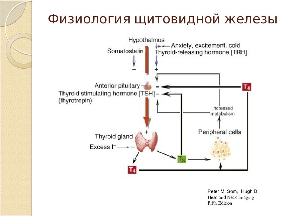 Физиология щитовидной железы презентация