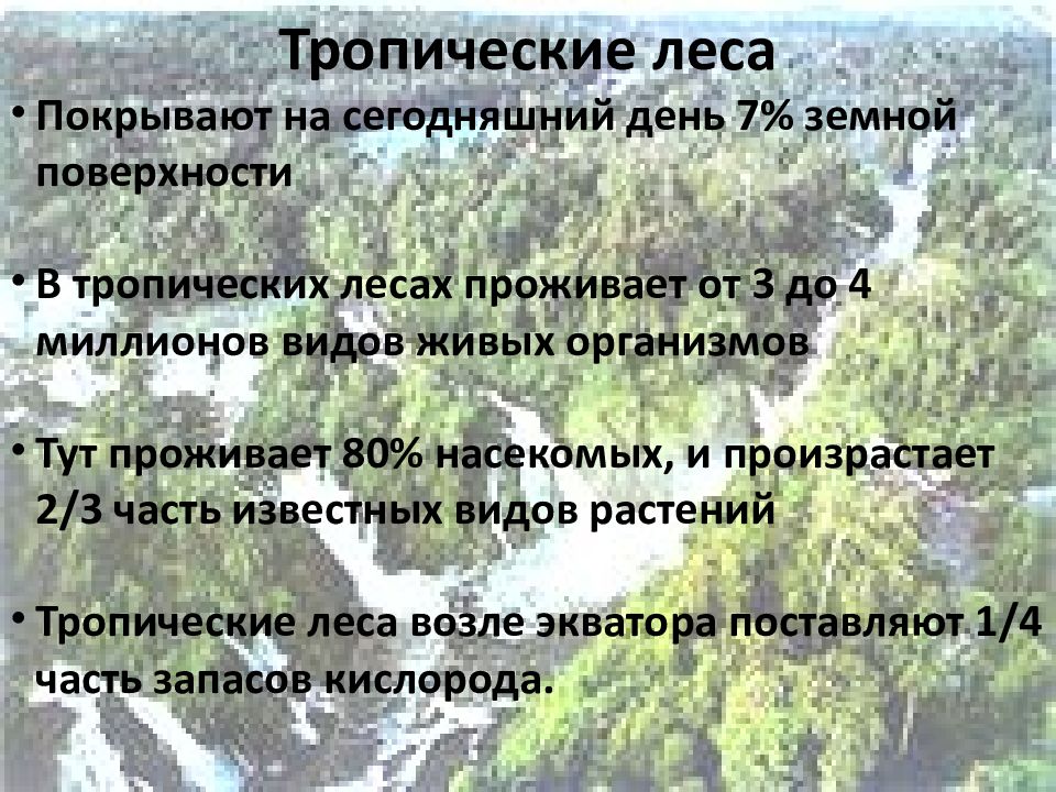 Презентация экскурсия в лес