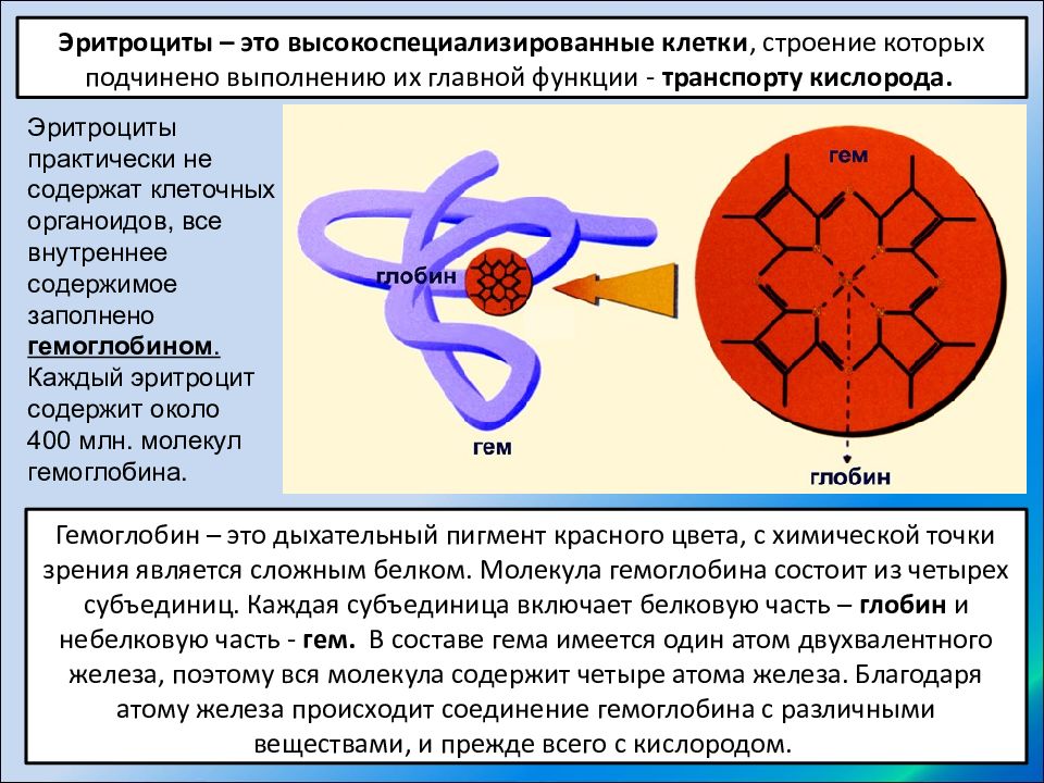 Внутренняя среда организма кровь иммунитет презентация