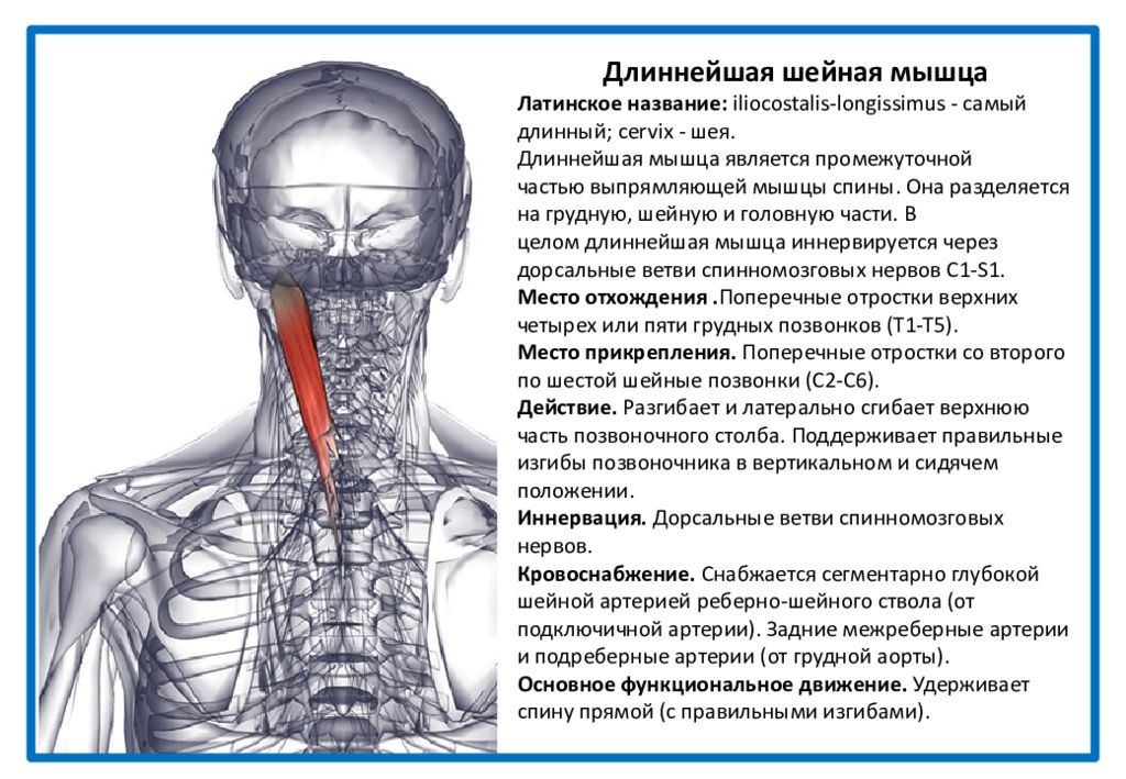 Длина мышц. Ременная мышца головы и шеи иннервация. Мышцы шеи сзади. Длиннейшая мышца шеи. Мышцы шейного отдела позвоночника сзади.